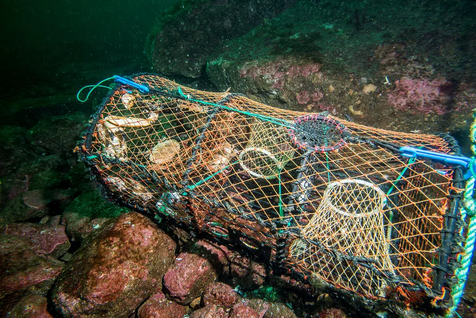 Forskerne har kommet frem til at hele 14.500 teiner ble mistet under fjorårets hummerfiske. Disse teinene, som kalles spøkelsesteiner, fanger hummer, krabber og fisk i årevis etter at de er mistet.