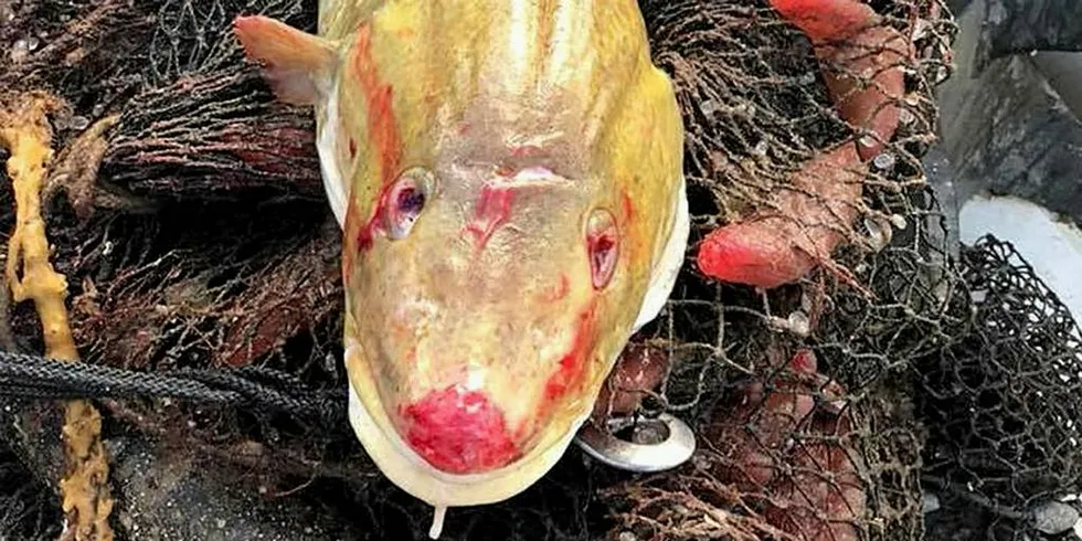 Denne torsken ble funnet i en «spøkelsesteine». Den levde så vidt, men var svært mager, full av sår og øynene var spist.Foto: Karl Klungland