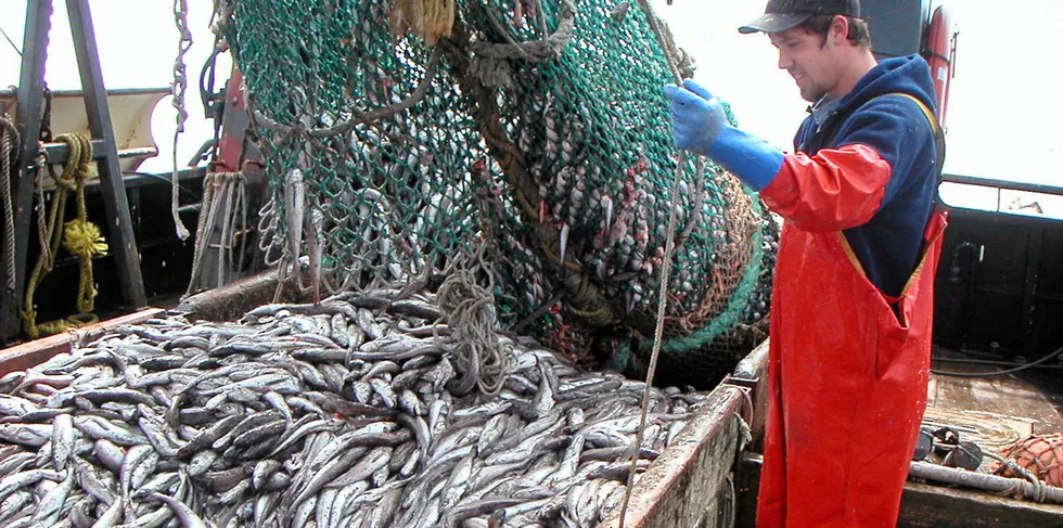 Pacific whiting fishermen are likely to see a bigger quota this year.