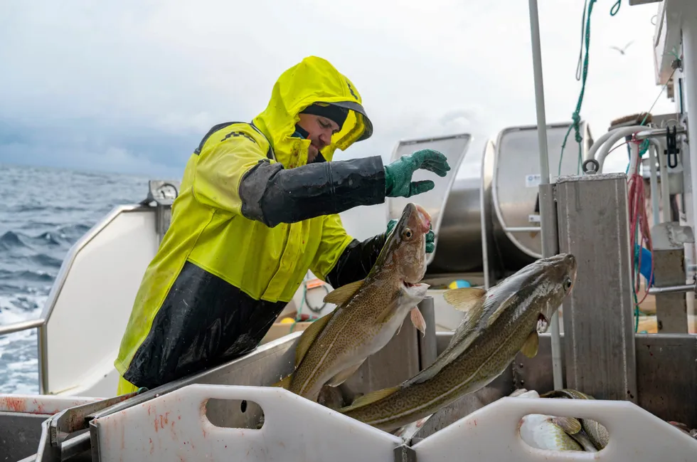 Barents Sea cod quota should be reduced by 31% for 2025, researchers ...