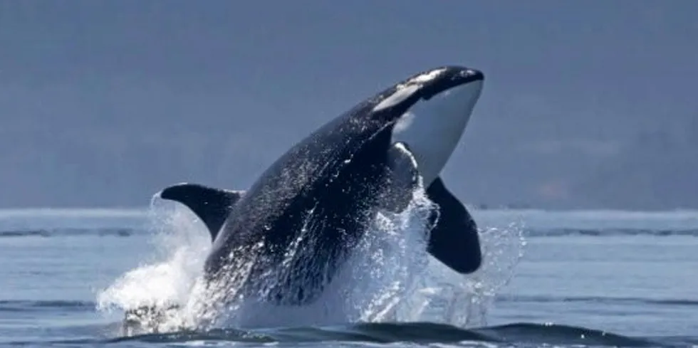 A major US federal court recently shot down a lawsuit from Wild Fish Conservancy trying to stop king salmon fishing in some parts of Alaska, stating it impacts a food source for the Southern Resident killer whale.