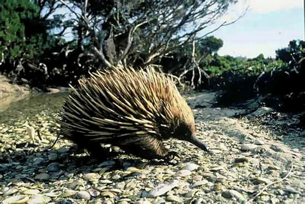 Moving forward: Karoon has entered the FEED phase for its Echidna development off Brazil