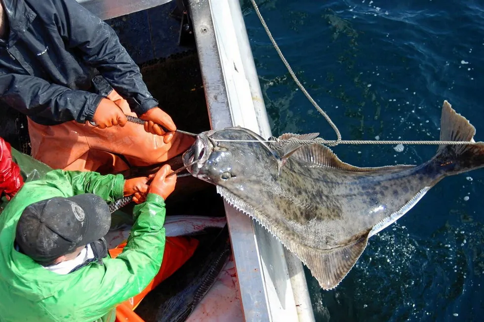 Alaska Longline Fishermen’s Association has long advocated for abundance-based management for halibut.