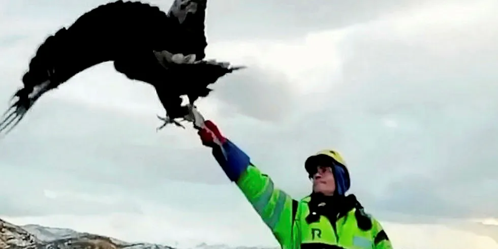 Her snapper havørnen opp en småsei som Freddy Fredriksen holder i hånden. Foto: Skjermdump fra video