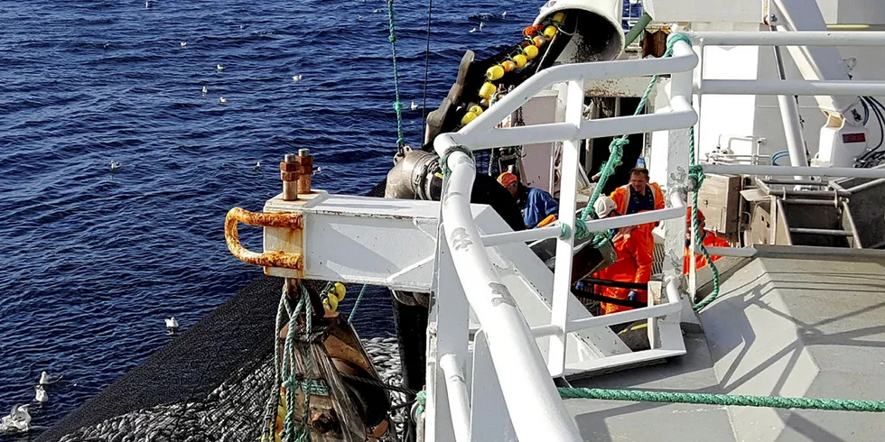 SEINOT: «Slettholmen» leverte tirsdag 80 tonn sløyd snurrevadsei til Atlantic Dawn Seafood. Her fra en tidligere seinotfangst på finnmarkskysten.