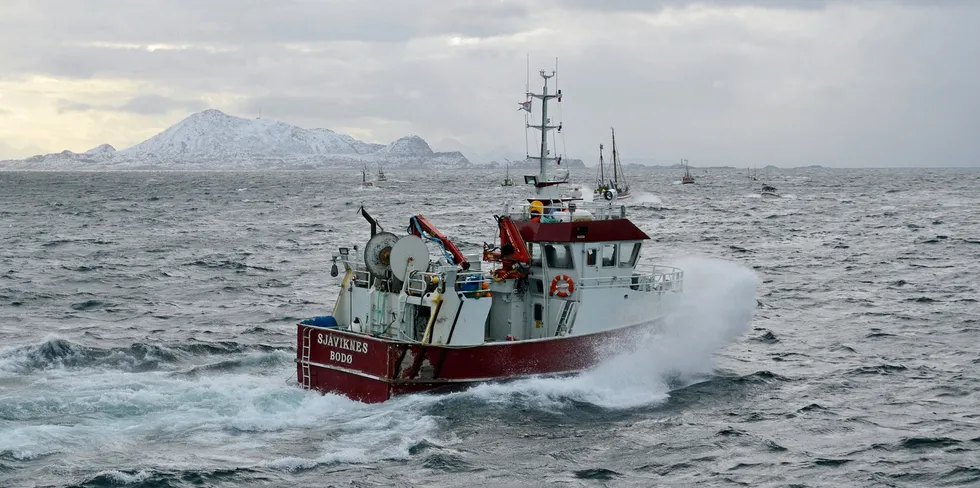 I Rødøy kommune på Helgeland var det før laksens inntog 13 rekefelt som det kunne fiskes på. Dette er nå redusert til fem felt sier eier av båten «Sjåviknes».