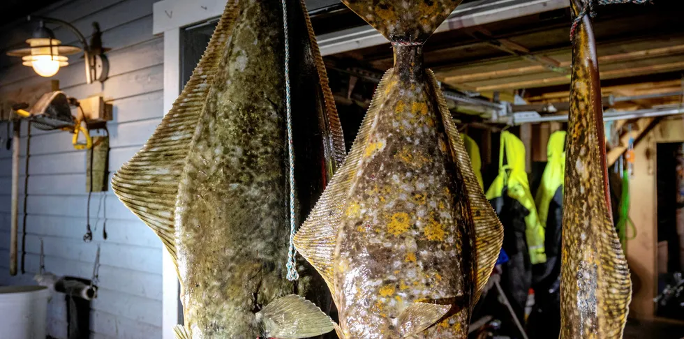Det nærmer seg kjøreregler for kveitefisket. 1. juni trer reguleringene i kraft.