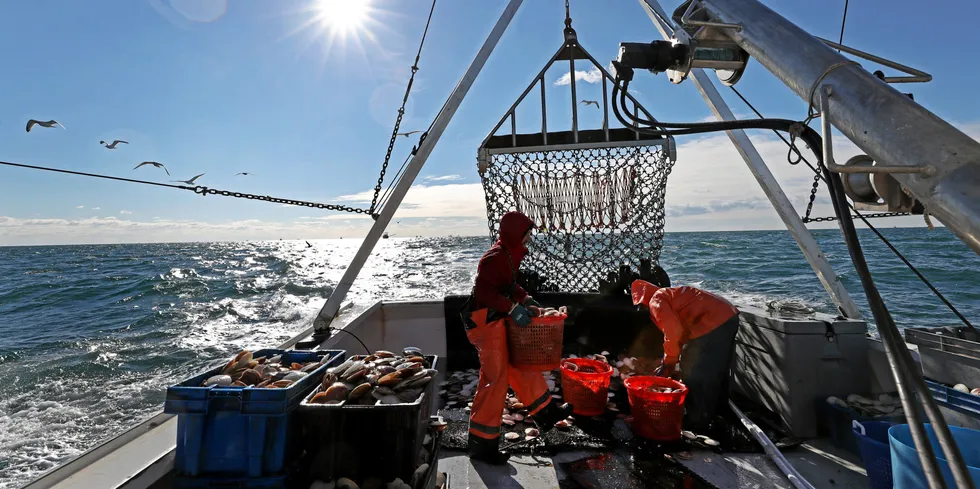 The project team will work with local scallop fisheries.
