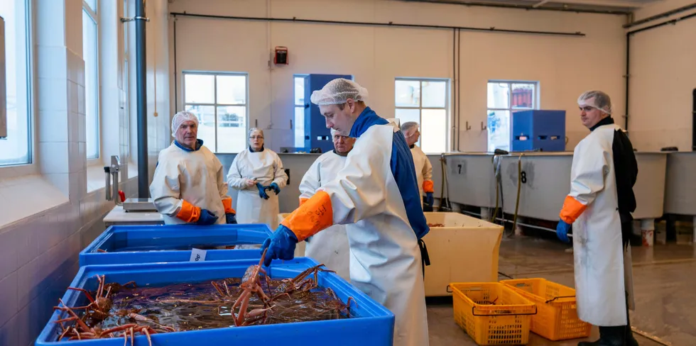 Snøkrabbe kan bli en viktig ny næring på Svalbard, som sikrer både tilstedeværelse og sysselsetting. Her fra Seafood gourmet Norway i Båtsfjord som tar imot levende snøkrabbe.