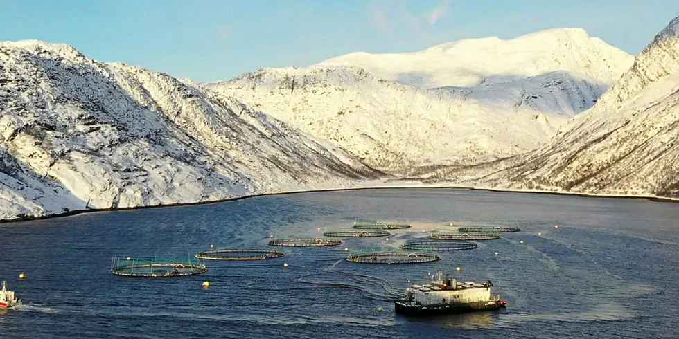 70.000 TONN: Norway Royal Salmon (NRS) selger rundt 70 000 tonn laks hvert år. Nå vil selskapet øke effektiviteten ved bruk av kunstig intelligens.