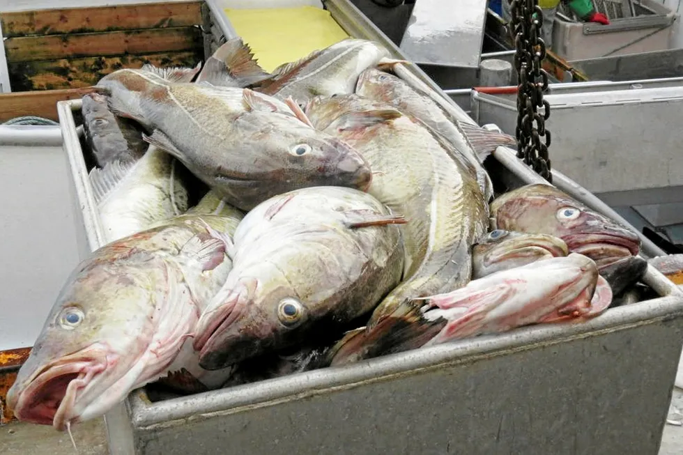 Norway's share of the cod quota for 2024 will be 212,124 metric tons.