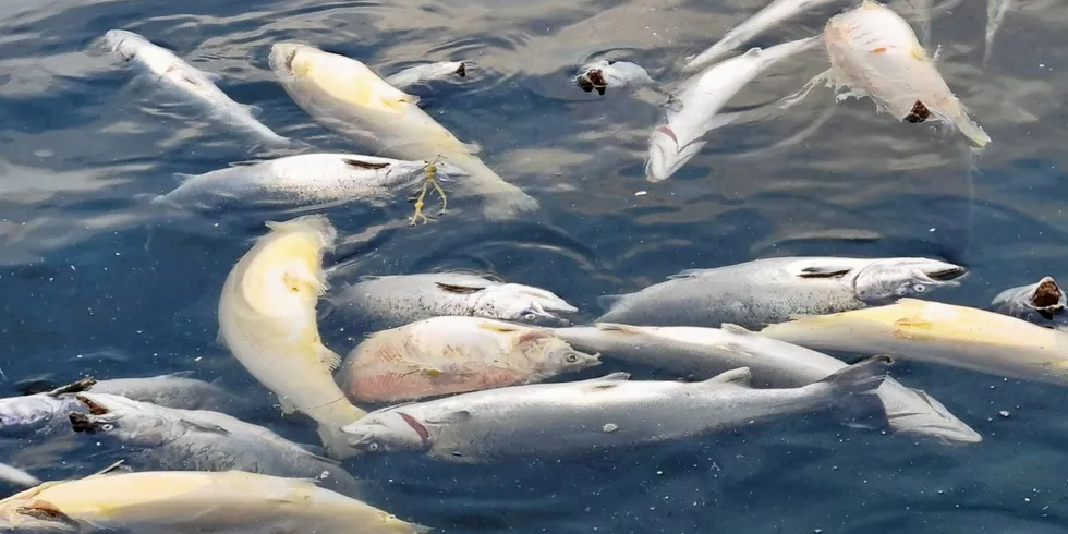 Det er dessverre ikke all fisk som overlever frem til slakt. Men hvor mange fisk døde egentlig i norske oppdrettsmerder i fjor?