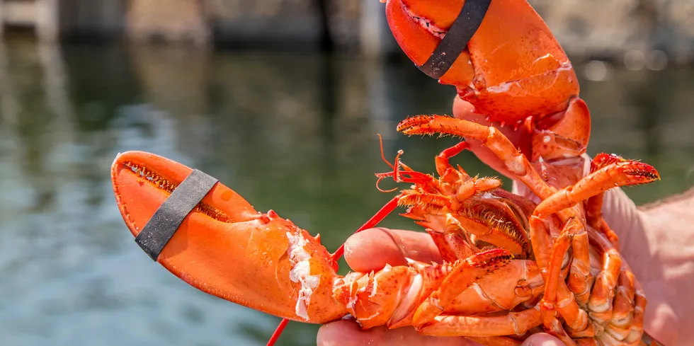 US politicians are blasting the notion that Maine's lobster should be avoided.