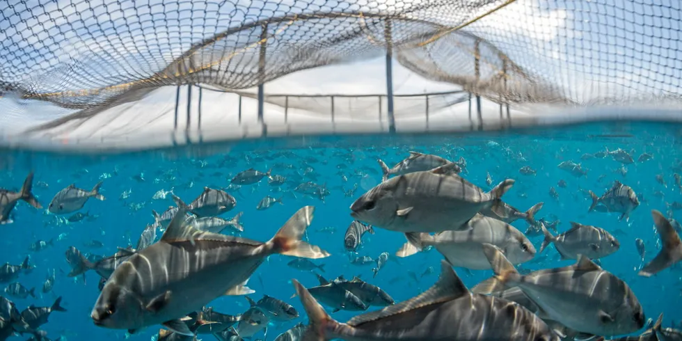 Kampachi in The Kampachi Company's Mexican offshore fish farms.