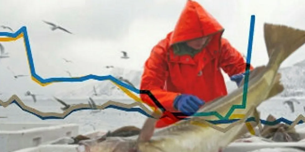KJEMPEPRIS: Et kaisalg på ett tonn torsk, registrert som stortorsk over seks kilo i Vest-Finnmark, på over 65 kroner kiloet - førte til at snittprisen for stortorsk i Vest-Finnmark gjorde et kjempehopp i uke 28.