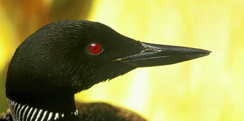 The Common Loon is one of the species named by the campaigners.