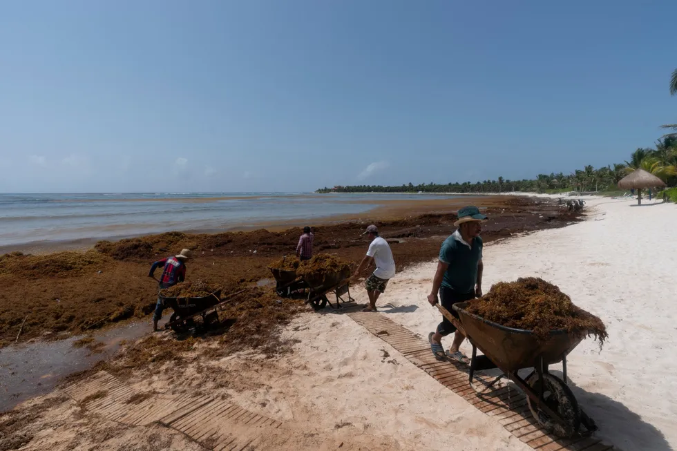 Å rydde strendene for sargassum er en endeløs oppgave. Mange tusen tonn skyller hvert år inn over strendene på østkysten av Karibien og Mexico, og problemet blir stadig verre.
