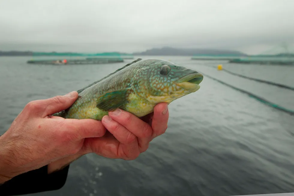 Fiskeriminister Per Sandberg har gitt vel 200 fiskere etter leppefisk (berggylt på bildet) til bruk i oppdrettsanleggene kvoter de nå omsetter for millionbeløp. Foto: Heiko Junge/NTB Scanpix
