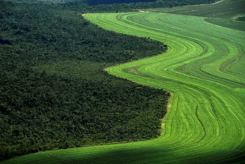 En femtedel av Brasils eksport av kjøtt og soya til EU er produsert på områder som er ulovlig avskoget.