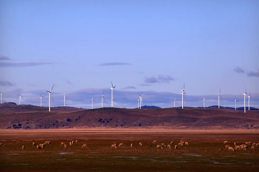 Onshore competition: sheep graze in front of turbines that are part of the Infigen Energy's Capital wind farm on the hills surrounding Lake George, near the Australian capital city of Canberra