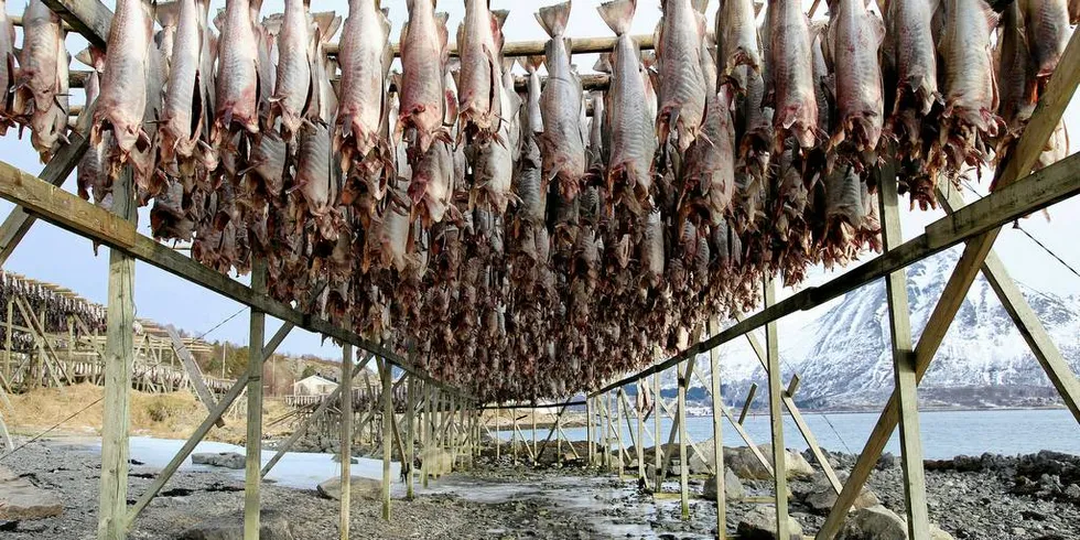 FROST: Tørrfisk på hjell på Gimsøy i Lofoten tidligere i vinter. Hvor mye skade den kalde lufta fra Sibir har påført tørrfisken, vet man ikke før fisken er kommet innomhus. Foto: Silje Helene Nilsen