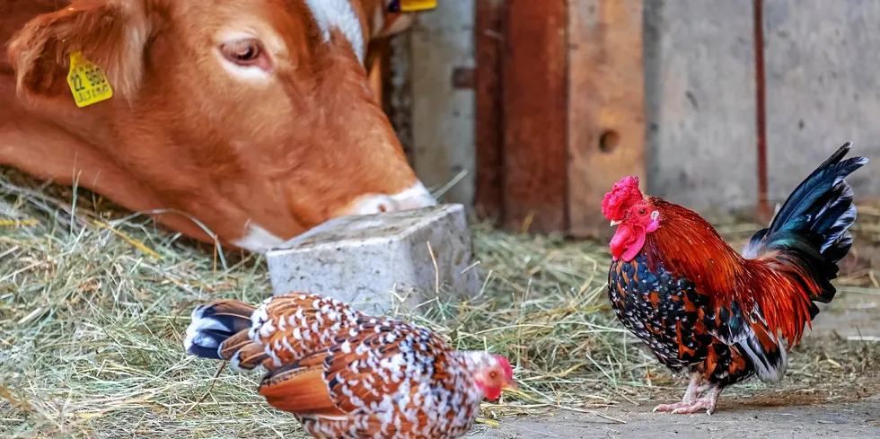 . Chickens and cows relaxing in a barnyard.