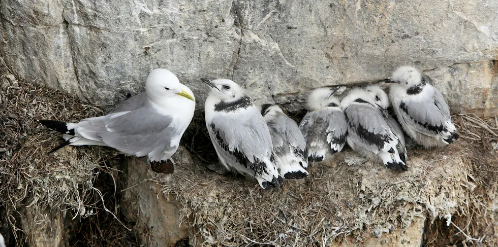 A Kittiwake sits with its chicks on a cliff face in England.