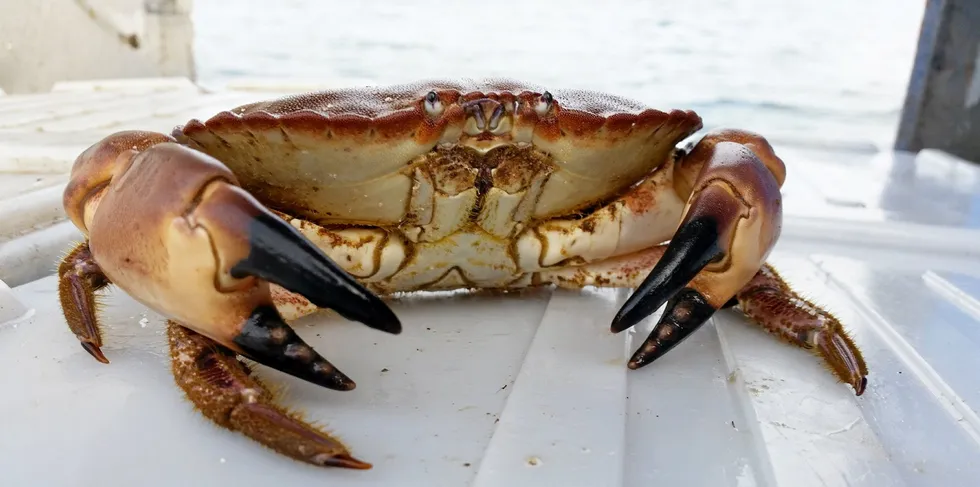 Fiskeren fisket taskekrabber med 12 ulovlige teiner.