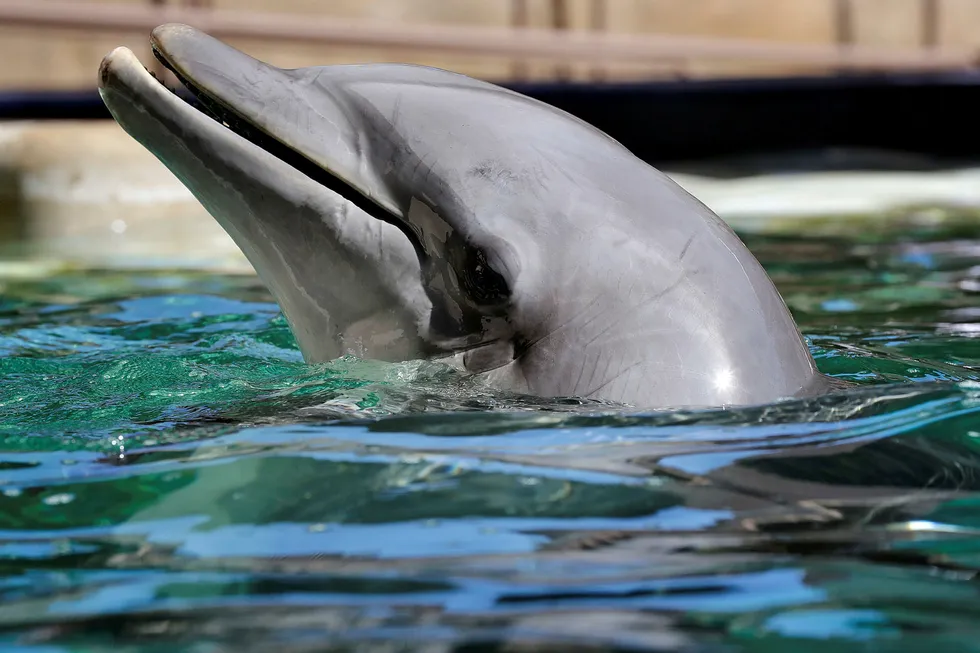 Dolphin on offer: Ukraine set to open round to offer up Dolphin block