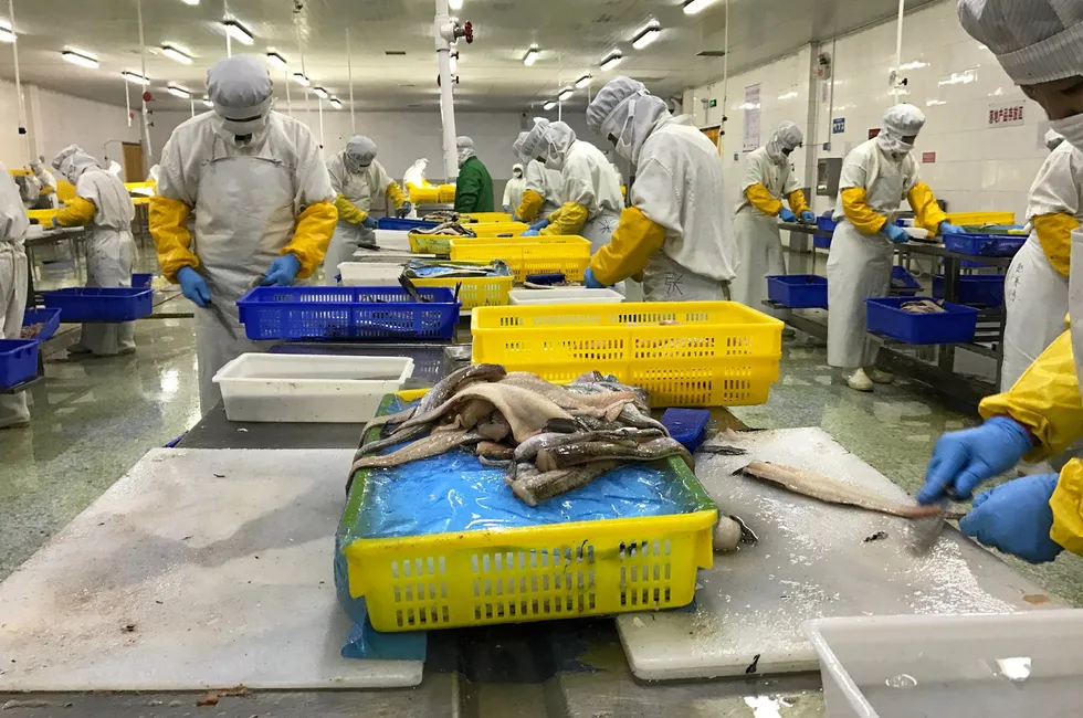 New US trade restrictions on Russian-origin fish reprocessed in China are expected to drive many Chinese processors out of business.