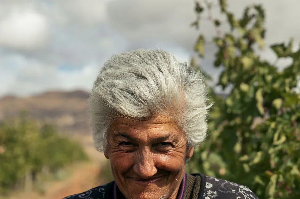 Innhøsting. – Blant den eldre garde i Armenia er det kun damene som kan jobbe, de er de flinkeste til å plukke druer. Mennene står bare og ser på, sier Zorik Gharibian.