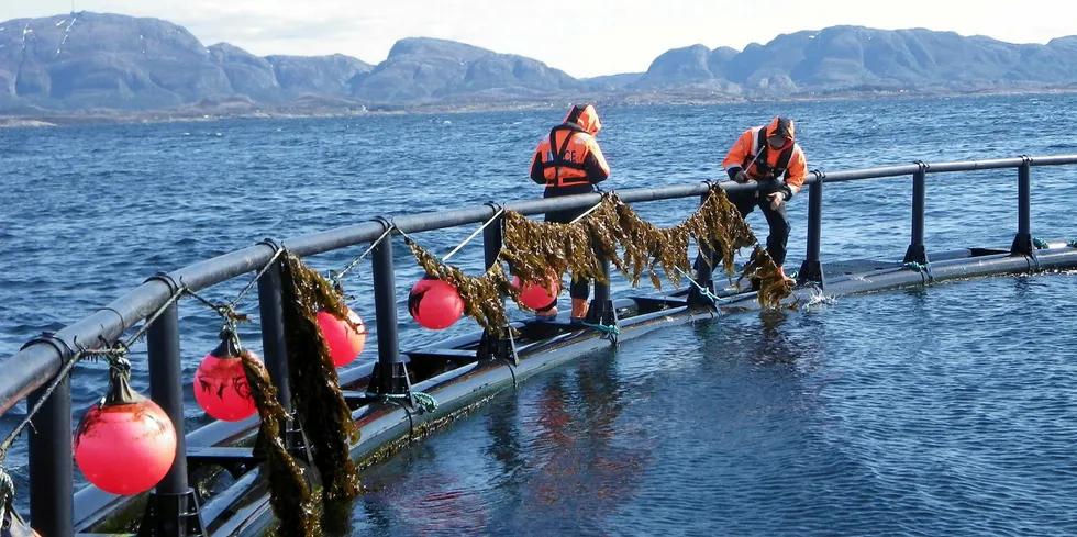 Tare vokser dobbelt så for når den dyrkes i Integrert MultiTrofisk Akvakultur, IMTA, sammen med laks.