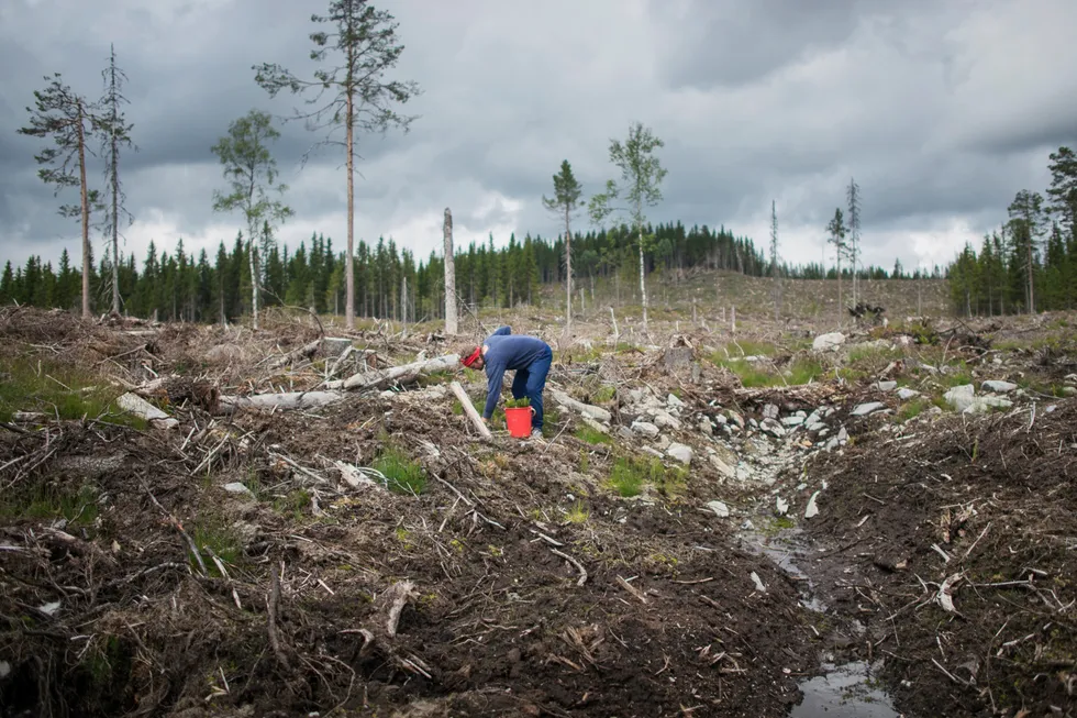 Ja, det er mye karbon lagra i skogsjord, men skogbruk påvirker lageret nede i bakken i liten grad, skriver Rune Hedegart.