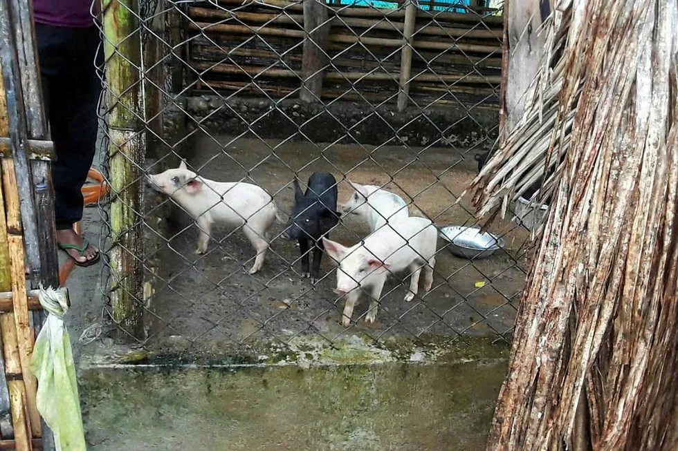 Survey: livestock at Natun Gaon near the Baghjan-5 well being inspected following heavy rains