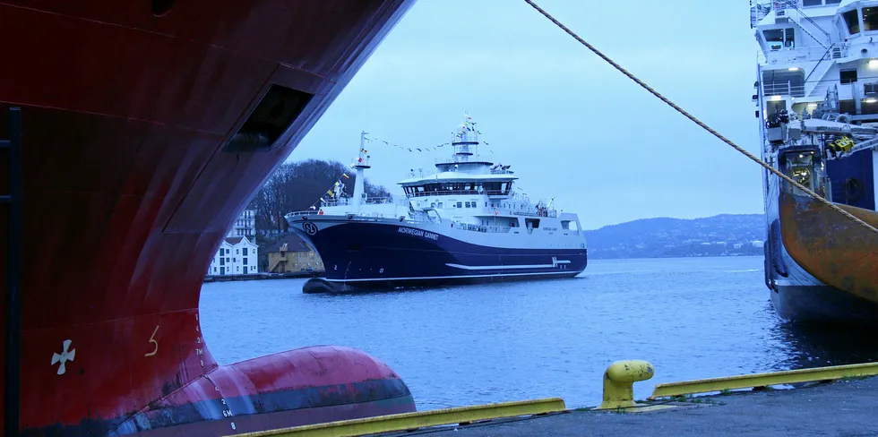 Flaggpyntet: Den omstridte slaktebåten «Norwegian Gannet» ankom Bergen 16. november