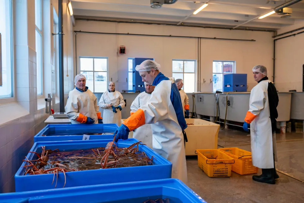 Seafood gourmet Norway i Båtsfjord tar imot levende snøkrabbe. Reguleringen av snøkrabbe skaper bråk blant fiskerne.