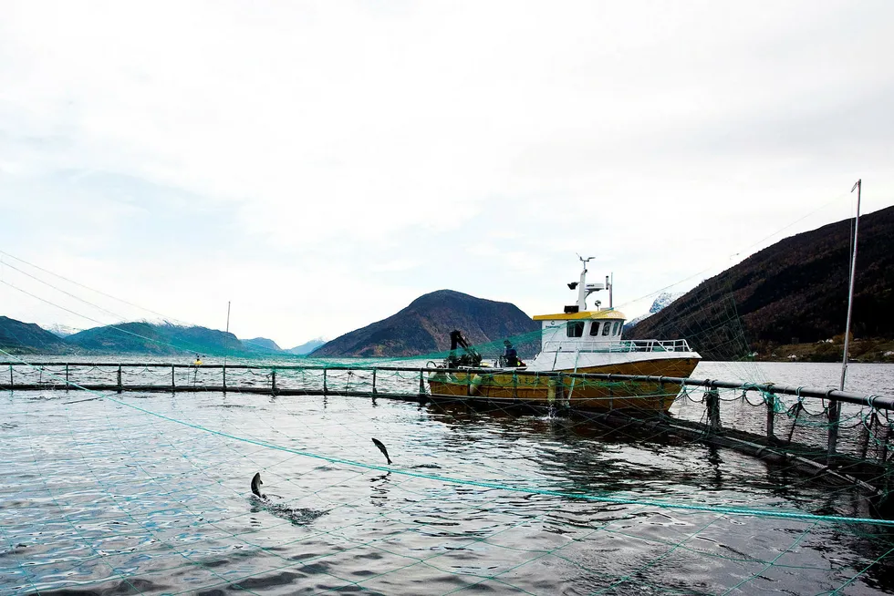 Produksjonsverdien i norsk fiskerinæring har økt med 25 prosent siden 2014. Her fra oppdrettsdykking på en merde i Nordfjord. Foto: Eivind Senneset