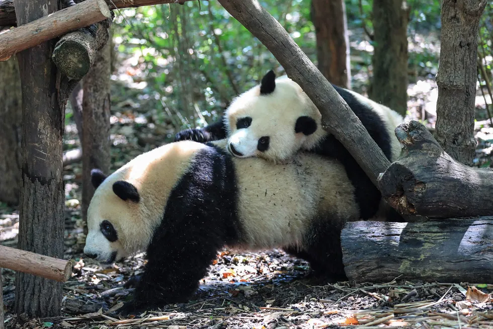 Pandaen er ikke lenger utrydningstruet i Kina. Her to pandaer som leker på en forskningsstasjon i Chengdu i Sichuan-provinsen.