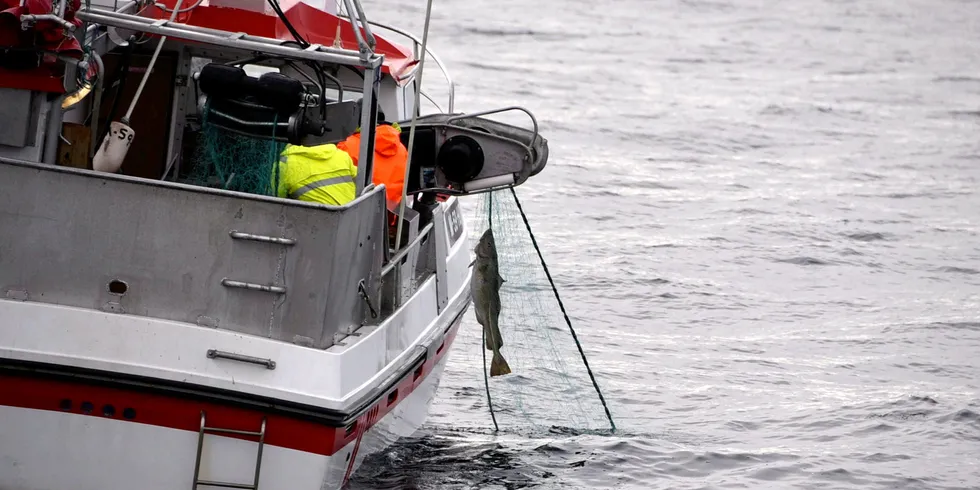 Fiskeridirektoratet og Havforskningsinstituttet vil gjennom prøvetaking kunne analysere om skreien har kommet, eller om det i hovedsak fiskes på kysttorsk.