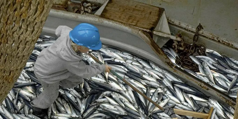 MAKRELLKUTT: Forskerne registrerte en reduksjon i biomassen på makrell med 40 prosent på sommerens tokt. Det betyr trolig et kraftig kutt i makrellkvoten for neste år. Her fra et tidligere makrelltokt i regi av HI.Foto: Leif Nøttestad, HI