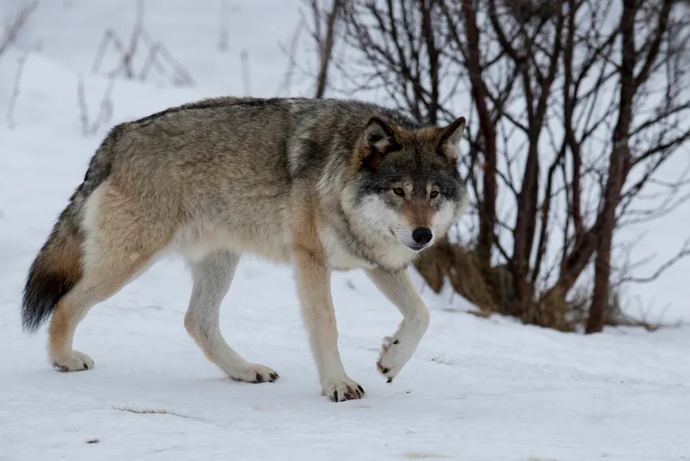Rovviltnemndene åpner for felling av flere ulv på Østlandet i vinter. Foto: Heiko Junge/ NTB scanpix
