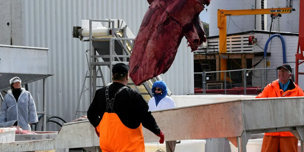 SESONGSTART: Årets hvalfangstsesong starter i dag. Her levering av hvalkjøtt i Lofoten i juni 2018.