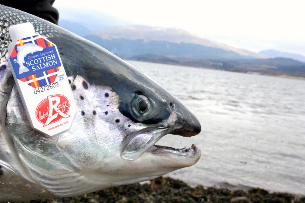 Premium Label Rouge salmon, which carries the coveted French quality assurance seal, currently accounts for around 12 percent of exports