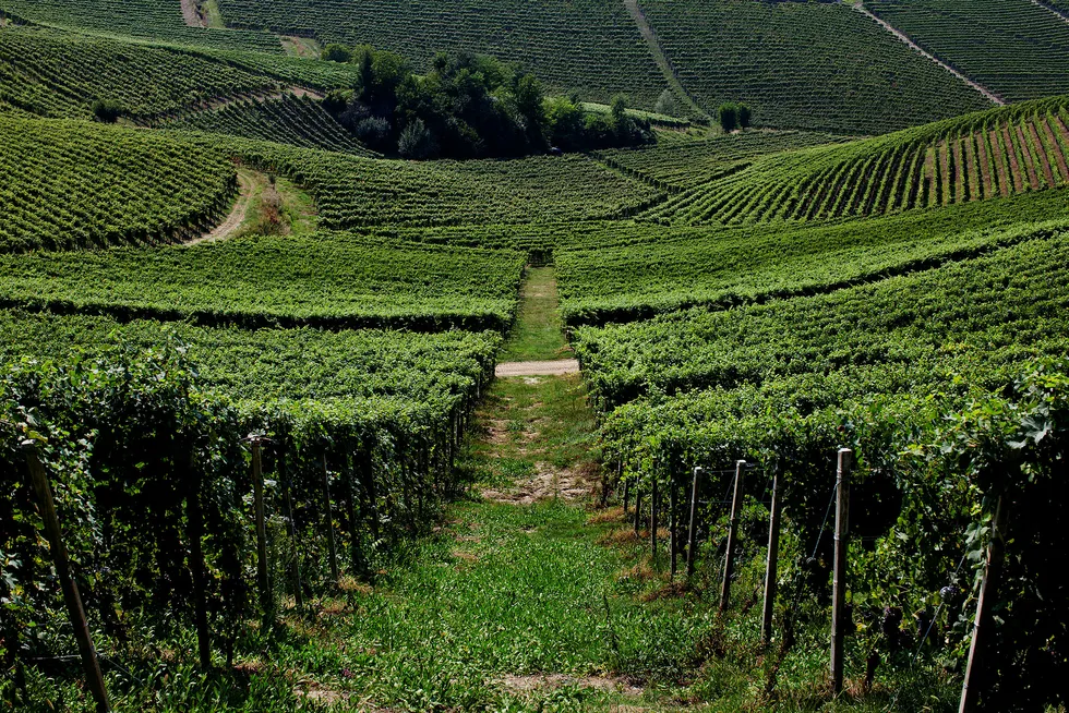 Cavallottos vinmark Bricco Boschis i Piemonte. Foto: Sune Eriksen