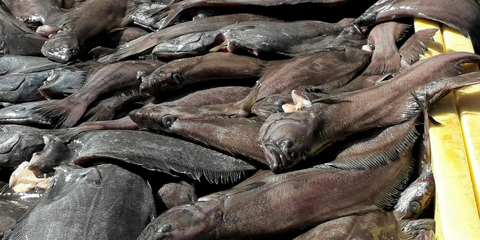 GODT FISKE: Etter en uværspreget start på fiskeperioden, landes det nå godt med blåkveite. Ifølge Norges Råfisklags statistikk er det pr tirsdags ettermiddag fisket 2.000 tonn av periodekvota på 5.500 tonn.