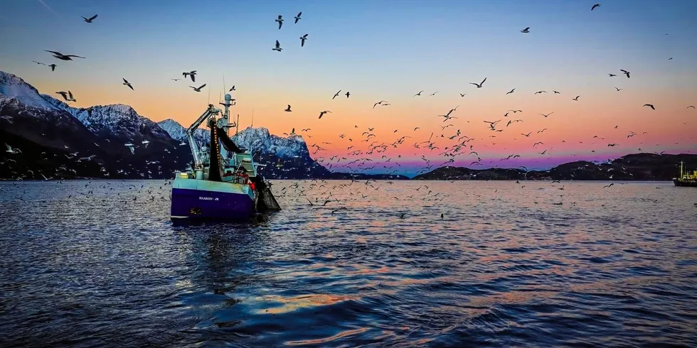 ÅPNING: Direktoratet har åpnet for sildefiske innenfor fjordlinjene i ytre Kvænangen og ytre Reisa.