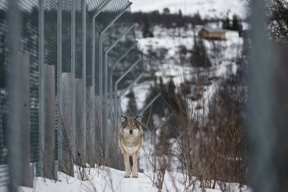 En ulv ble skutt i Rendalen i Hedmark torsdag morgen. Illustrasjonsbilde. Foto: Junge, Heiko