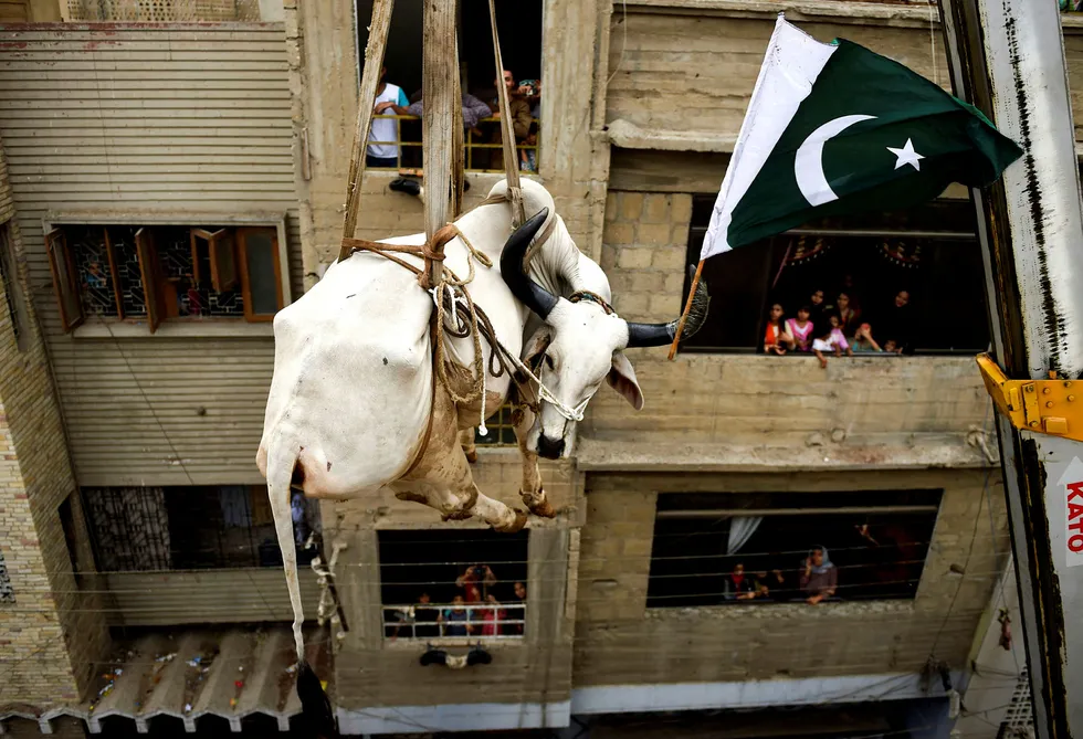 En okse med det pakistanske flagget festet til hornene, heises ned fra toppen av en fireetasjes bygning i Karachi i anledning den årlige muslimske offerfestivalen Eid al-Adha. Dyreeieren pleier å holde tre–fire okser og noen geiter på taket av bygningen i et år før de ofres.