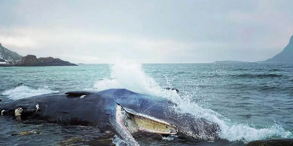 Hval strandet på Andøya i april 2020