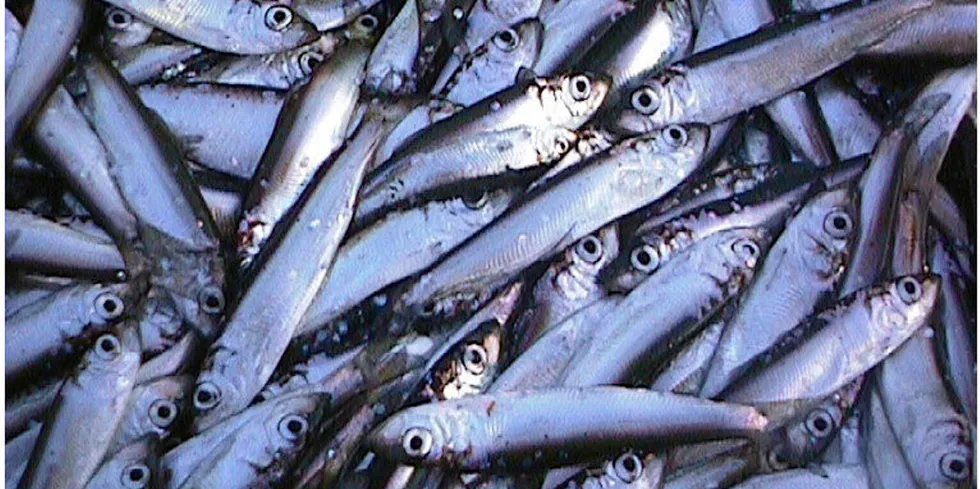 Kvoterådet fra Havforskningsinstituttet er basert på undersøkelser fra fjordtokt som er lagt tett opp til fisket, skriver Njål Wang Andersen i Fiskeridirektoratet.
